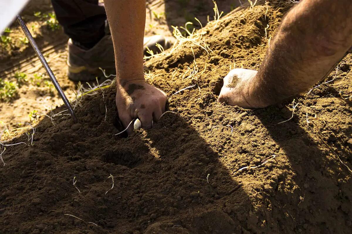 Bibione, arriva il Bianco Weekend dell’asparago - 