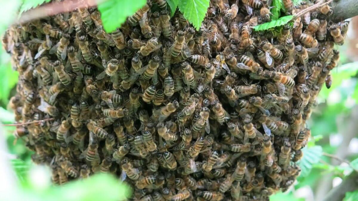 Sciame d'api assale un uomo: ricoverato, è grave - 