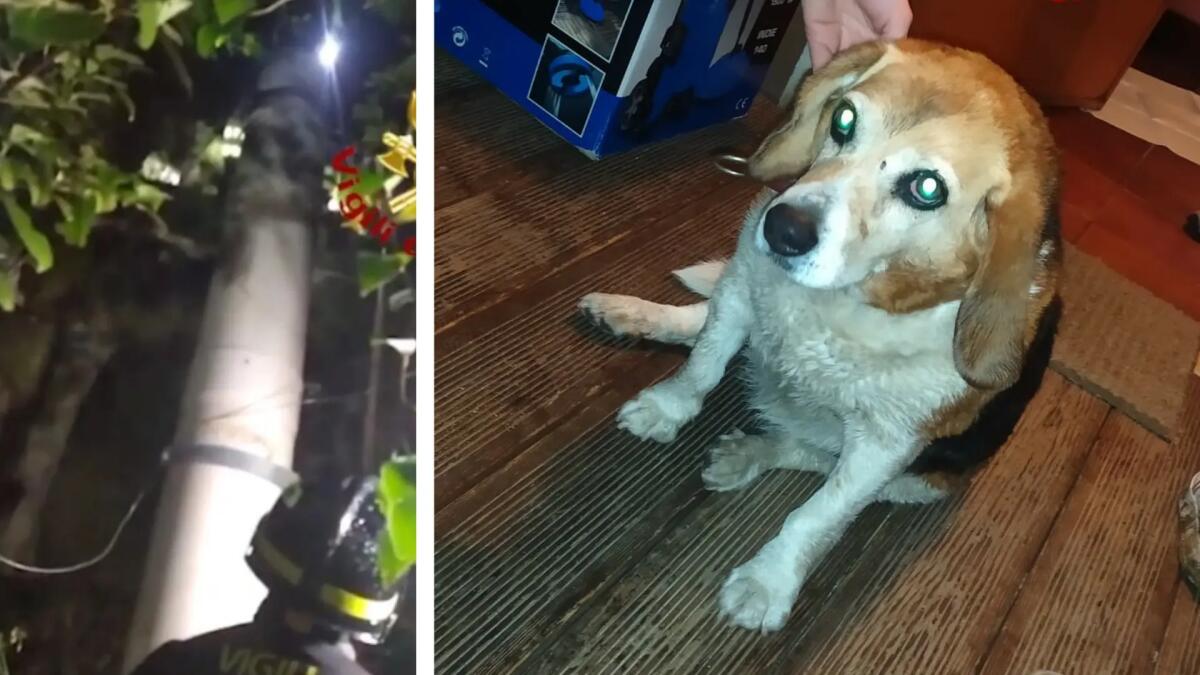 "Mia" rimane bloccata in un tubo di scarico pluviale: Beagle salvata dai pompieri - 