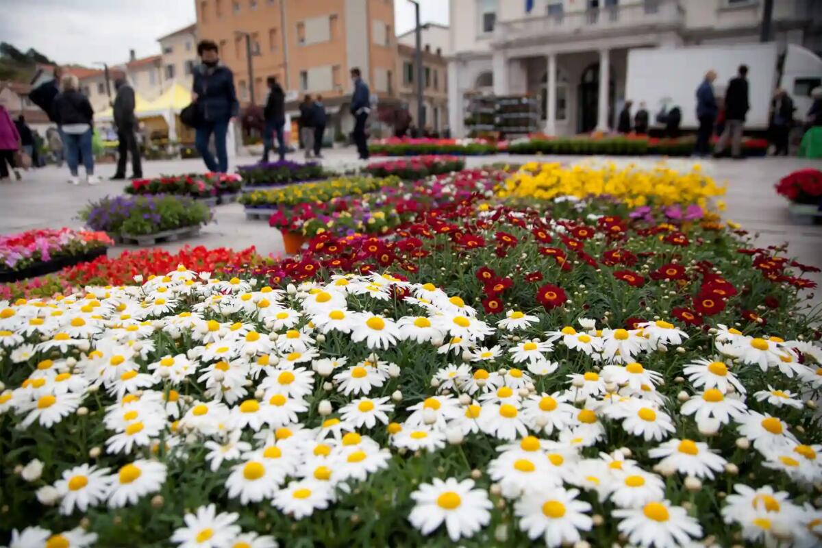Monfalcone in fiore 2023: la città si veste dei colori e dei profumi della primavera. Dal 22 al 25 aprile - 