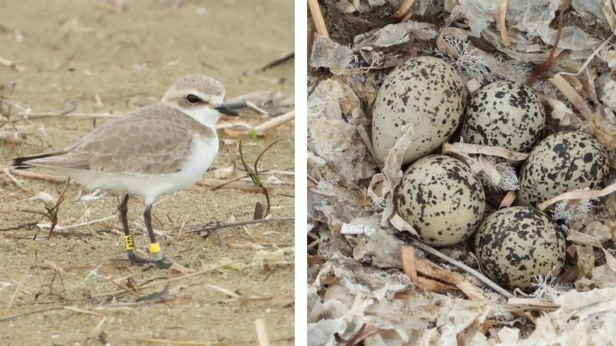 Sorpresa oggi sulla spiaggia di Lignano: «il fratino è tornato per deporre le uova» - 