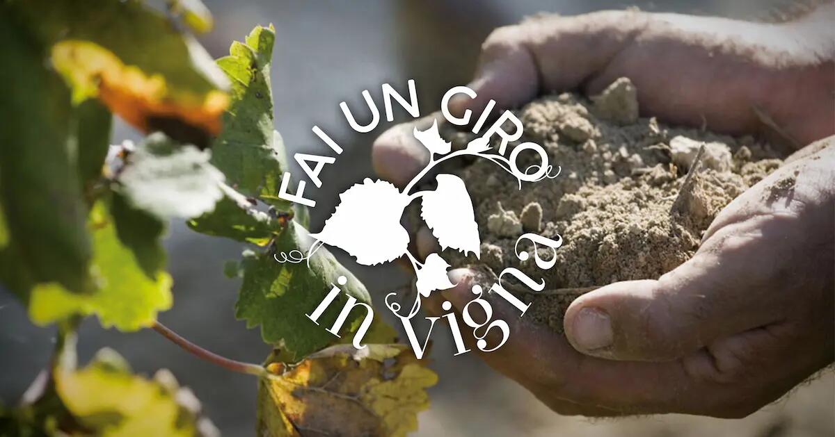 Torna “Fai un giro in vigna”, con eventi che coinvolgono tutto il Fvg - 