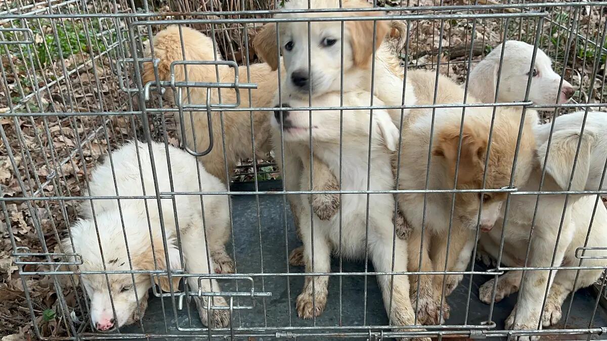 A4, 40 cuccioli di cane trasportati in maniera irregolare: autista sanzionato - 