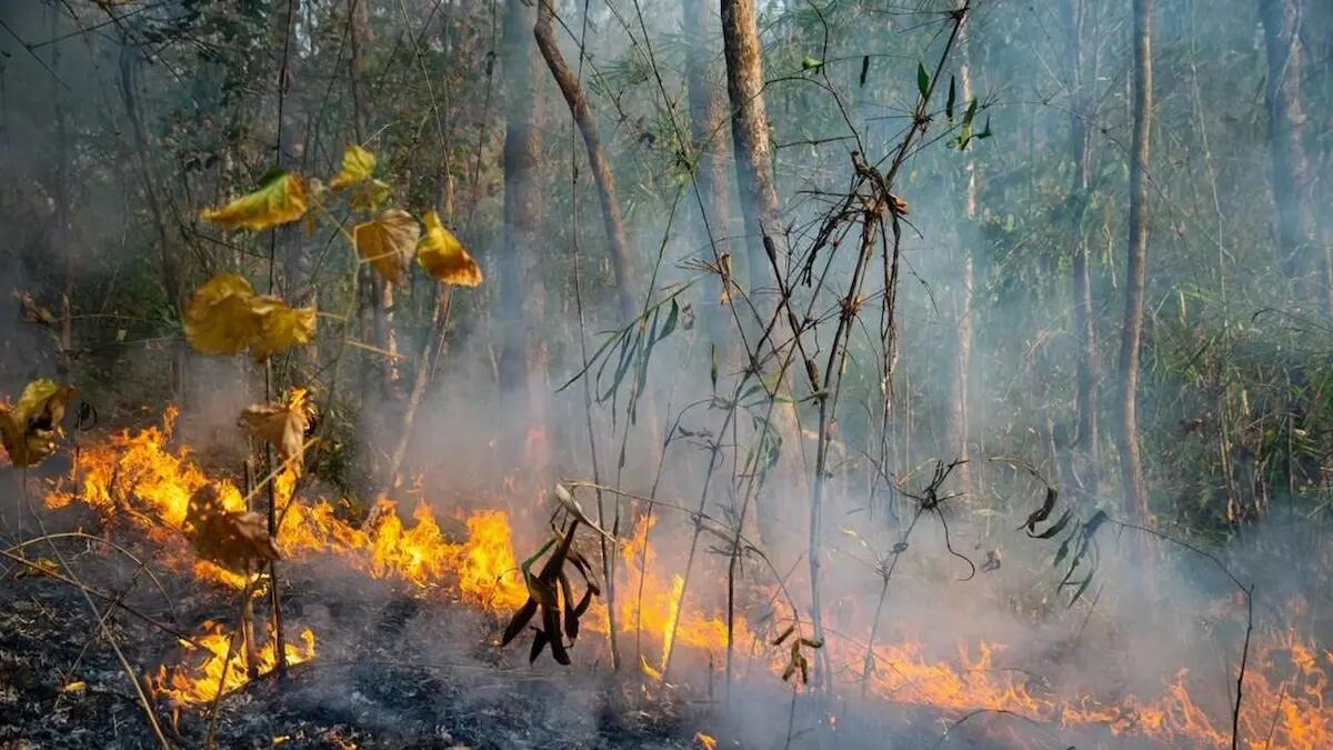Incendio boschivo a Claut innescato da un fulmine, squadre sul posto domano le fiamme - 