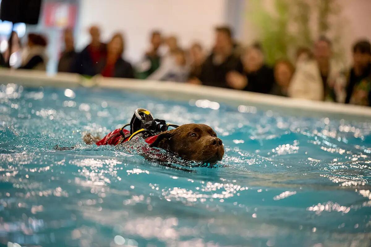 Arriva a Vicenza Quattrozampeinfiera, formazione, sport e spettacolo a misura di cane e gatto - 