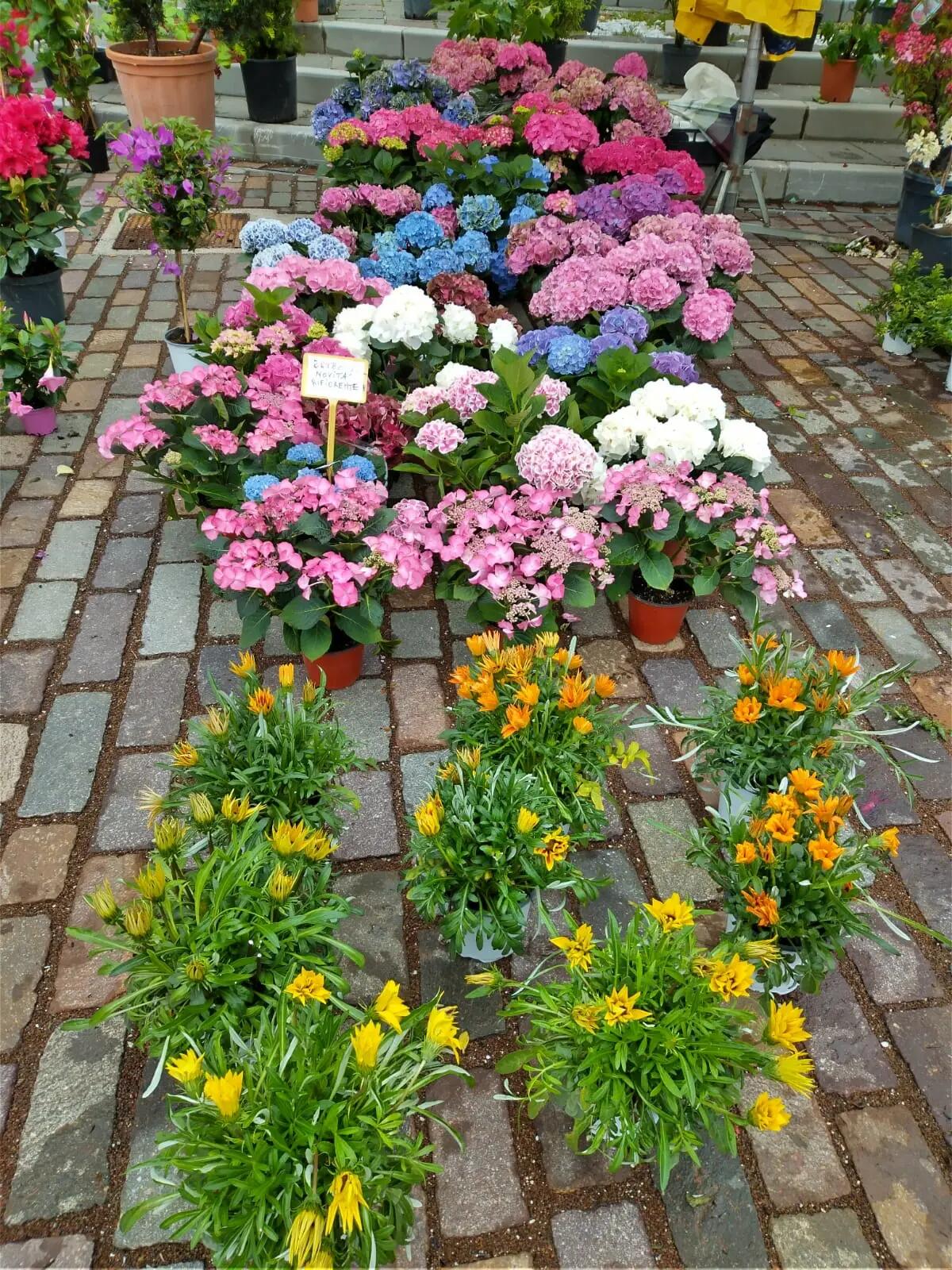 Inaugurata oggi "Tarvisio in fiore Expò e Gusto" giunta alla decima edizione - 