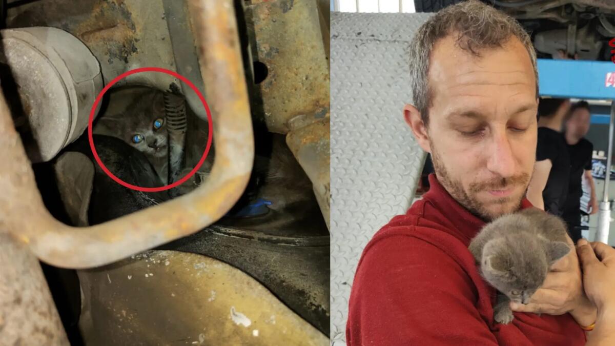 Codroipo. Incastrato nel vano motore, micio liberato dopo 3 ore di lavoro - 