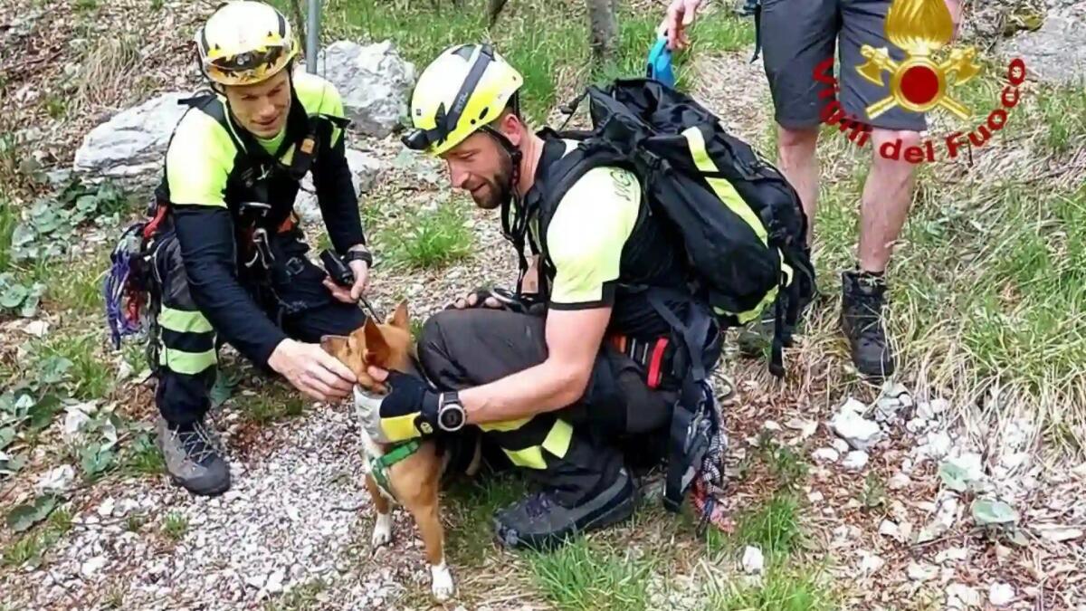 "Turbo" scivola in una forra e rimane bloccato: salvato dai pomperi - 