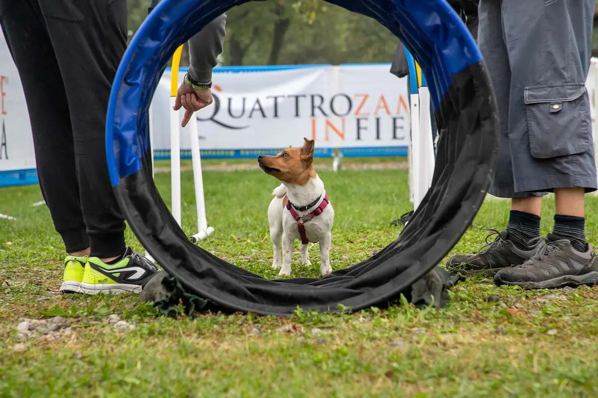 A Vicenza Quattrozampeinfiera, con formazione, sport e spettacolo a misura di cane e gatto - 