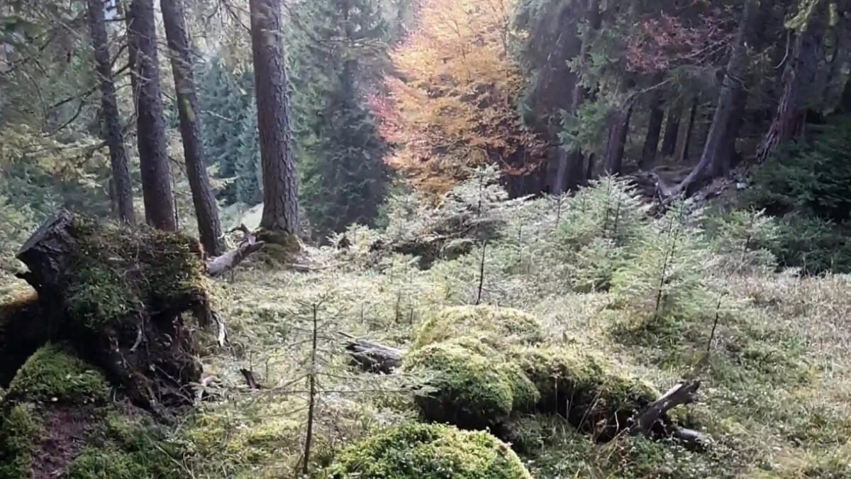 Ricerca di personale per il Consorzio Boschi Carnici - 