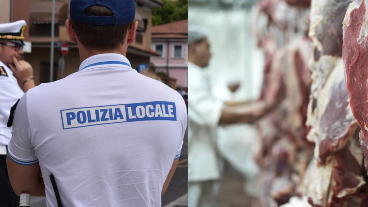 Mosche ed insetti sulla carne in macelleria: multa da 8mila euro al titolare - 