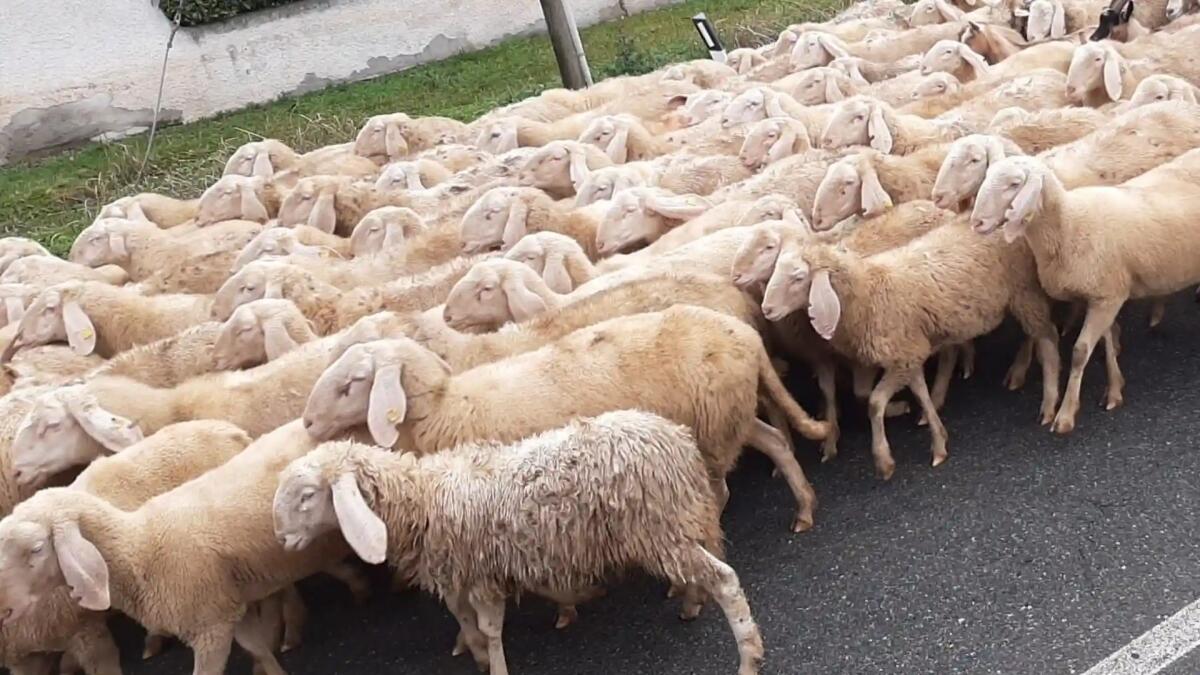 Passa con il gregge, ma non pulisce la strada: pastore multato ad Oderzo - 