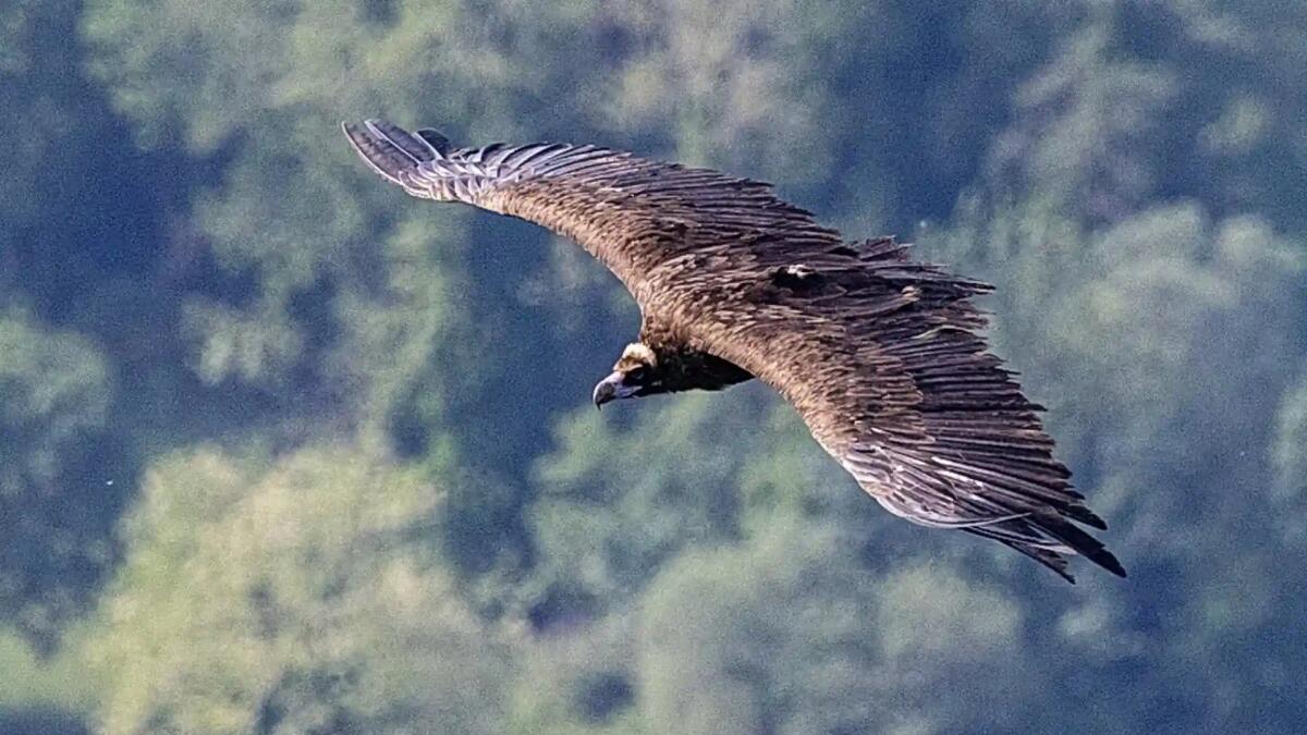 Alla Riserva di Cornino è arrivato Tewes, grande avvoltoio monaco dalla Bulgaria - 