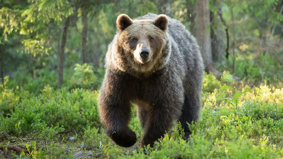 Allarme orso in Cansiglio, le impronte vicino alle aree frequentate dagli escursionisti - 