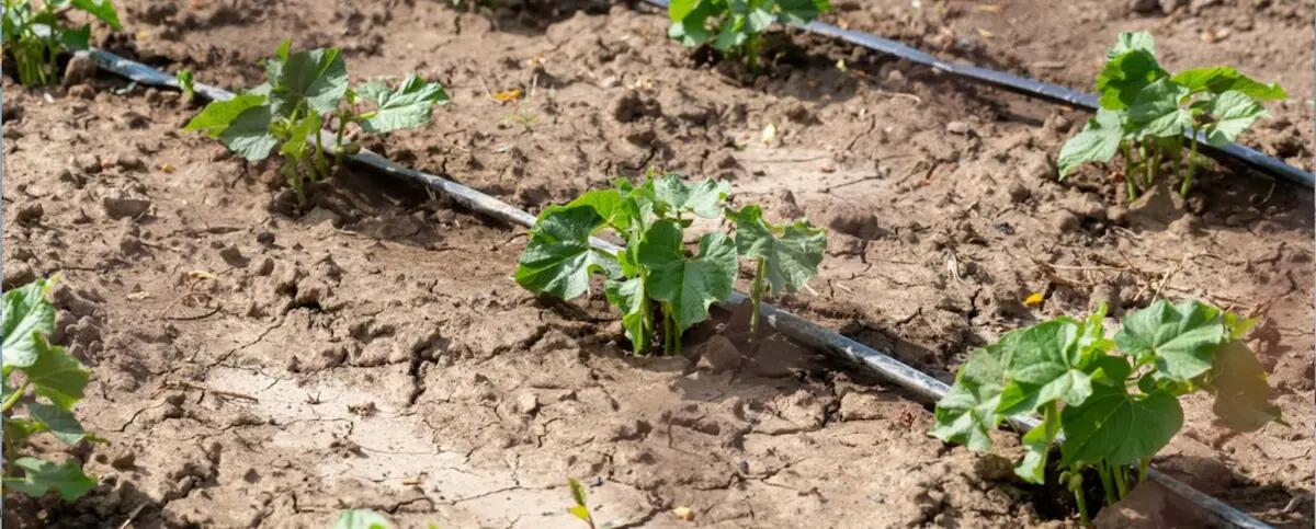 Emergenza idrica, Confagricoltura Fvg: stagioni difficili, interventi urgenti - 