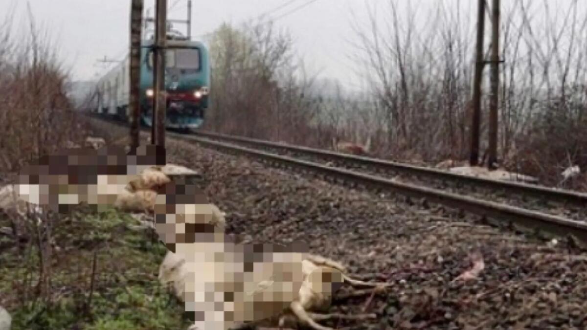 Morte 61 pecore, investite da un treno sulla linea Sacile-Gemona - 