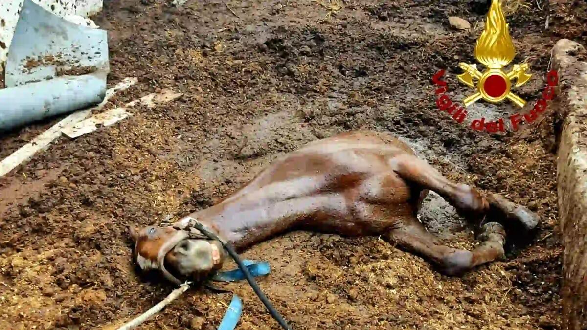 Cavallo sprofonda in una pozza di letame rischiando di morire: lo salvano i pompieri - 