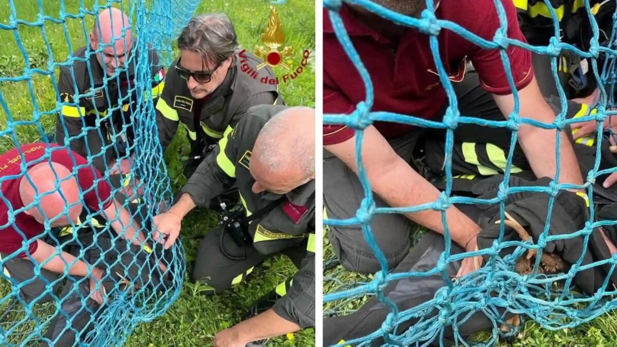 Piancavallo, capriolo incastrato in una recinzione: liberato dai vigili del fuoco - 