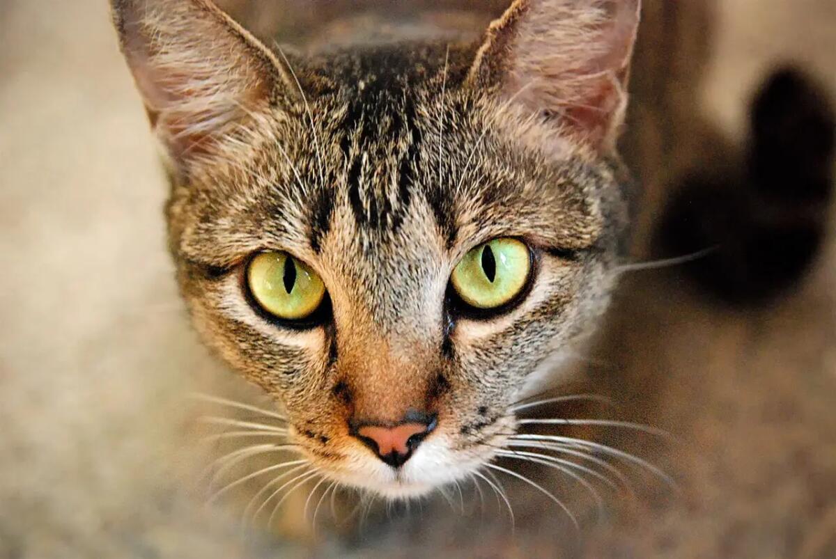 Perché il mio gatto non dorme più con me? Le cause - 