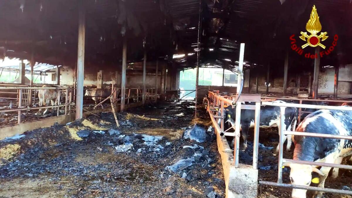 Scoppia l'incendio nell'azienda agricola: ustionati gravemente 40 bovini, ferito un uomo - 