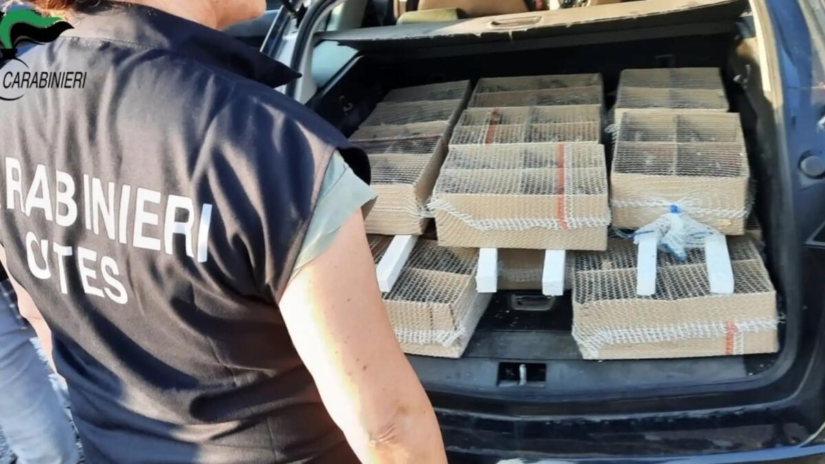 Scoperto un maxi traffico di uccelli: denunciate quattro persone - 