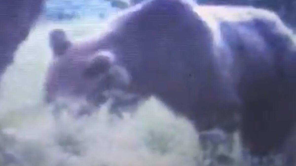 L'orso vicino a Piancavallo, il plantigrado ripreso dalle fototrappole - VIDEO - 