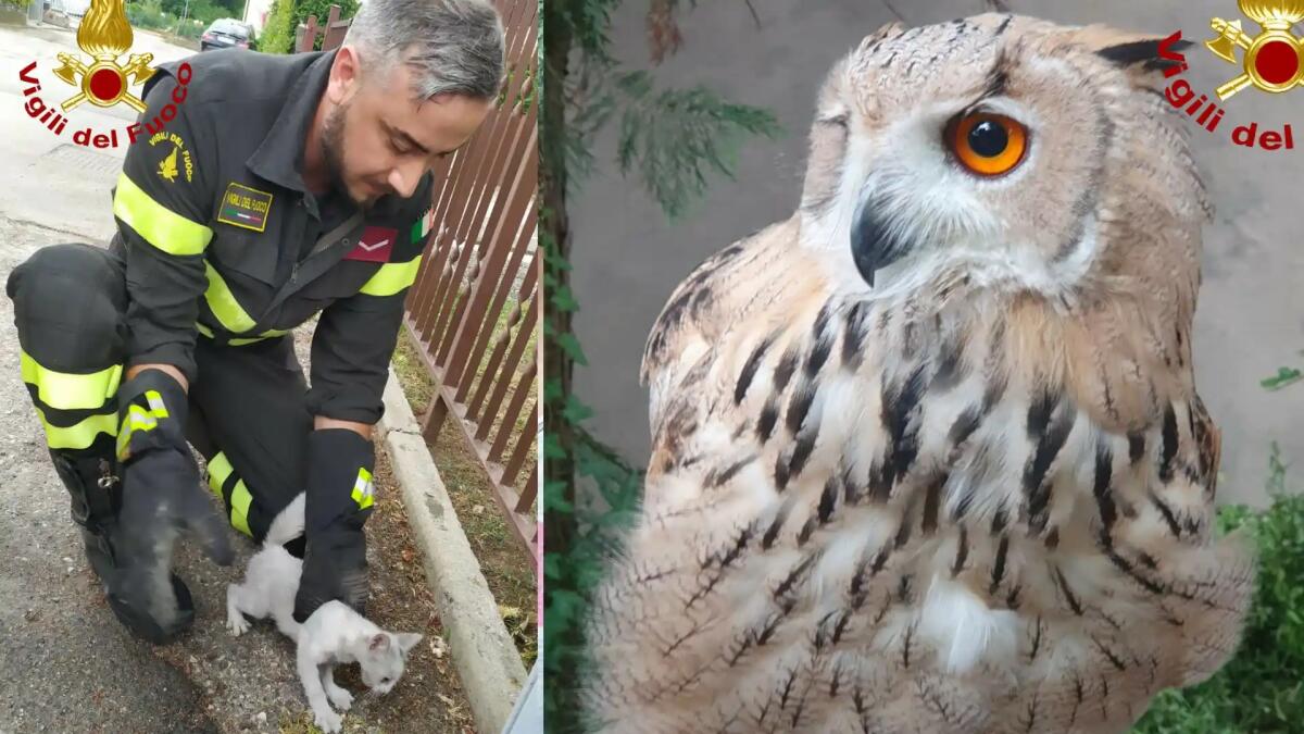 Un Gufo Reale Siberiano e un micetto salvati dai Vigili del Fuoco - 