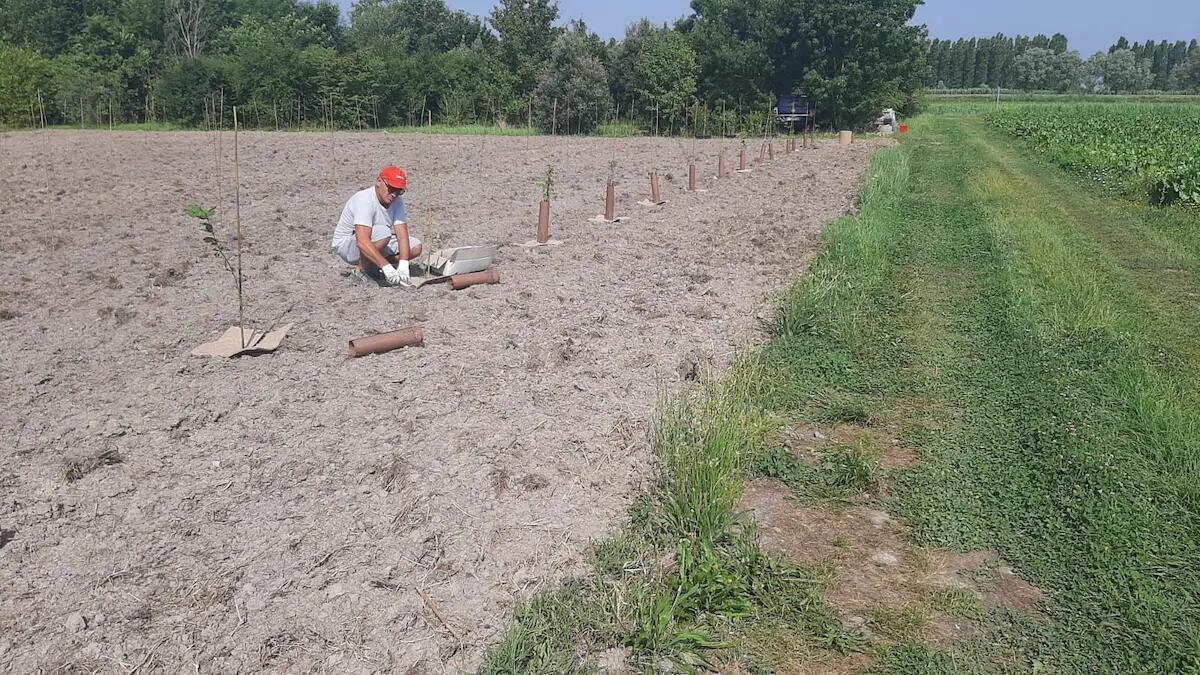 Jesolo aderisce alla Campagna Mosaico Verde, messe a dimora 500 nuove piante -