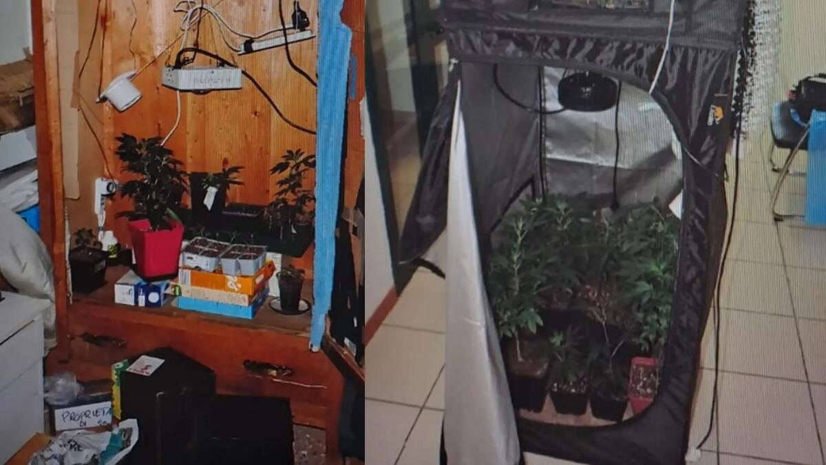 Beccati a coltivare in casa le piante di marijuana: arrestati e rimessi in libertà due fratelli - 