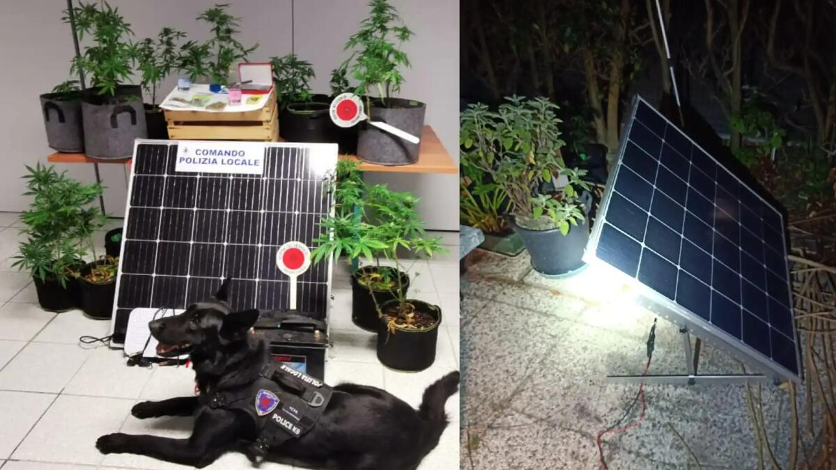 Marijuana «fai da te» in casa con pannelli fotovoltaici e led: beccato - 