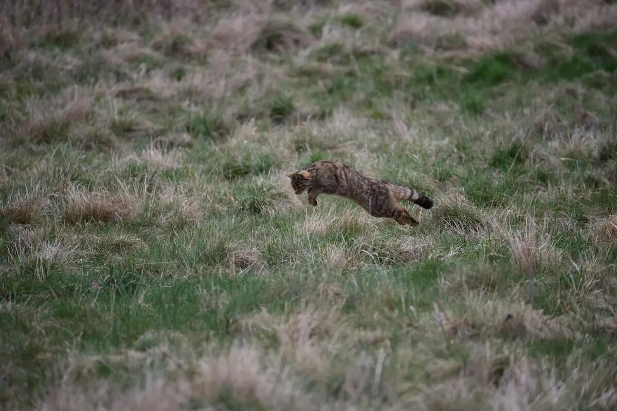 Il ritorno del gatto selvatico europeo in FVG, sabato 1 luglio il punto alla Riserva di Cornino - 