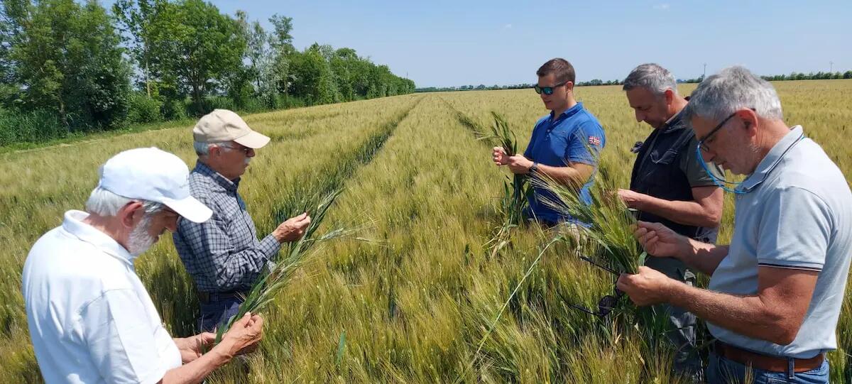 Alto Polesine, la fusariosi colpisce e causa danni al frumento e l’orzo causa abbondanti precipitazioni - 