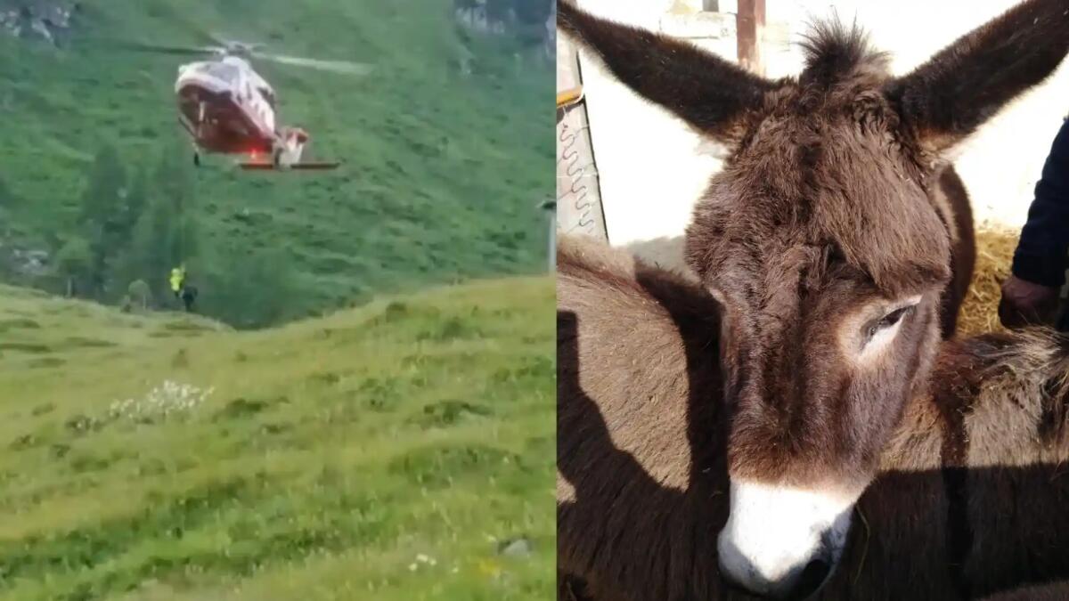 Gina uccisa dell'orso a Sauris, fatali le ferite inflitte all'asinella - 