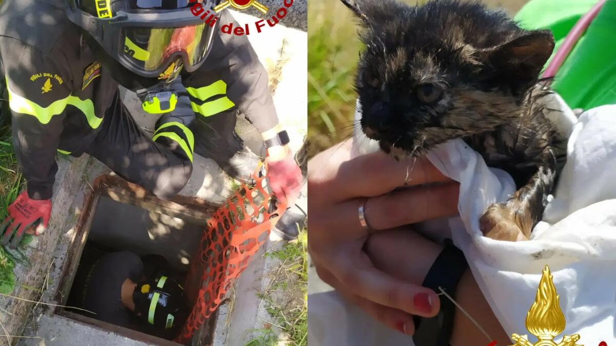 Rimane bloccato in uno scarico pluviale: gattino salvato dai vigili del fuoco - 