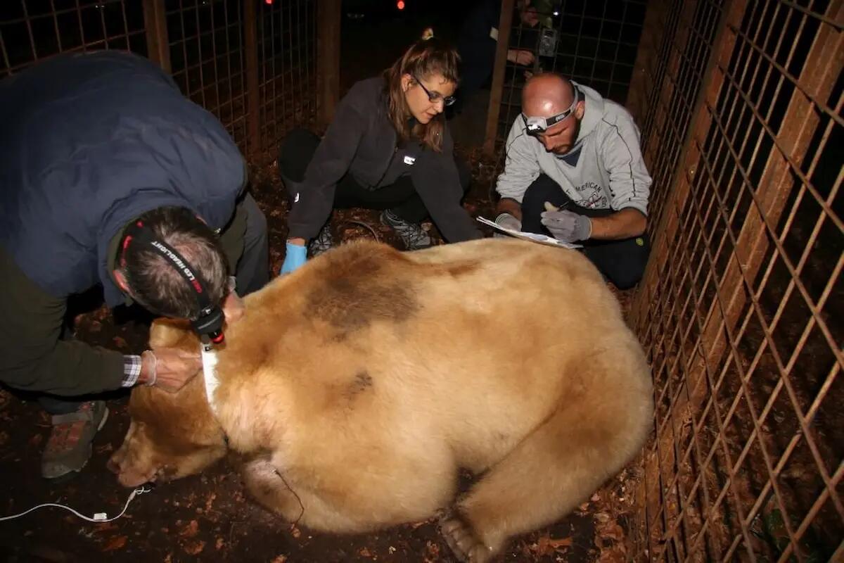 L'asina uccisa dall'orso Francesco. Ipotesi "task force per allontanarlo con proiettili di gomma" - 