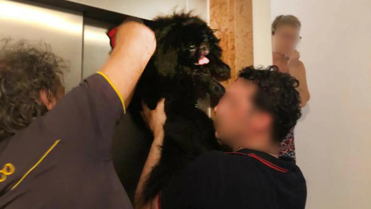 Il guinzaglio si incastra, Devin rimane appeso all'ascensore: cane salvato dai pompieri - 