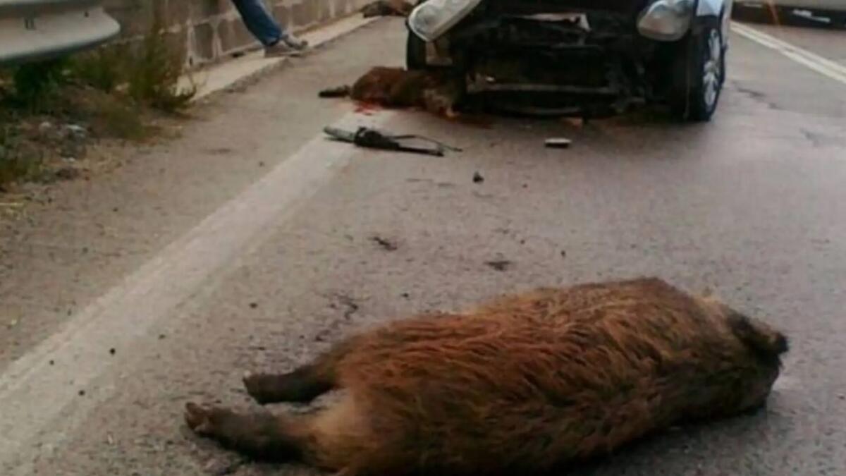 Mariano del Friuli. Vettura in fiamme dopo l'impatto con un cinghiale - 