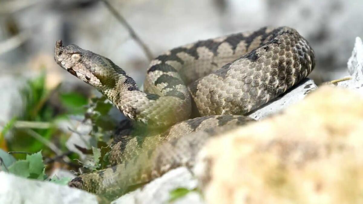 Bibione. Morsa da una vipera mentre gioca, paura per una bimba di 7 anni - 