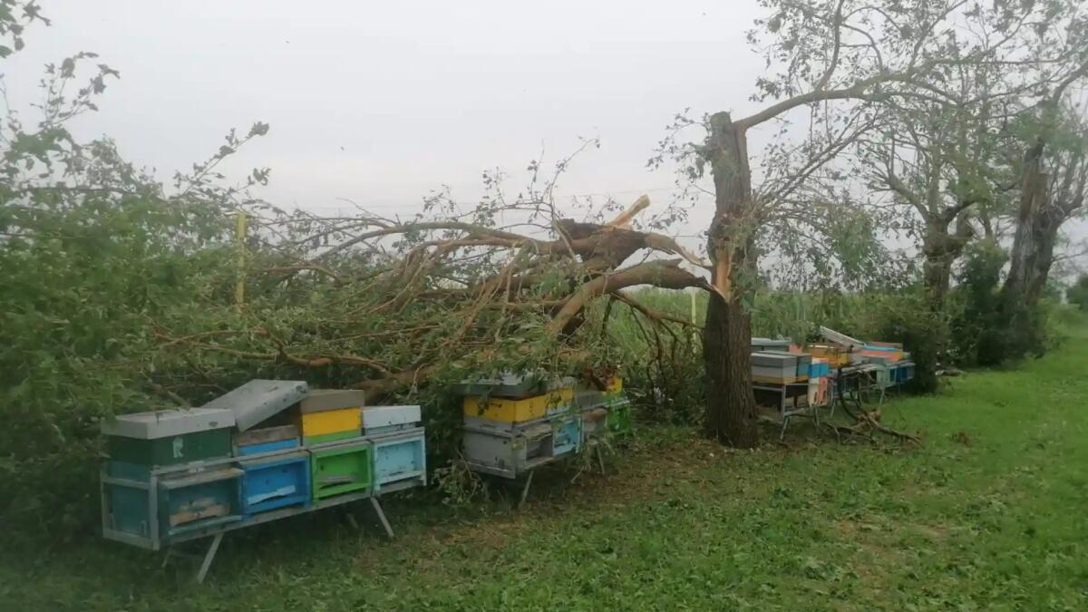 Danni maltempo nella Marca: Condifesa inizia la conta. Nadal: "indennizzati gli assicurati" - 