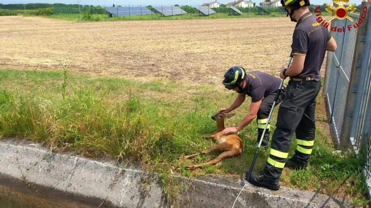 Un capriolo cade nel canale e rimane bloccato, ma trova degli "angeli" che lo salvano - 