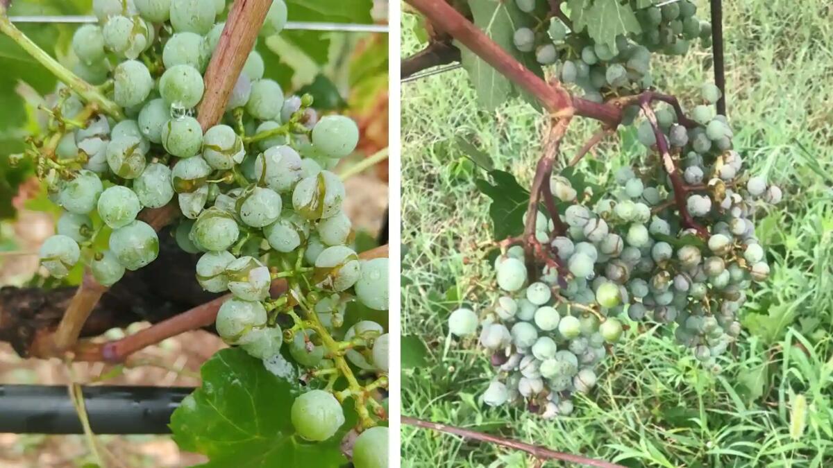 La furia della grandine nel Collio Goriziano: a Sagrado persa tutta la produzione di uva - 