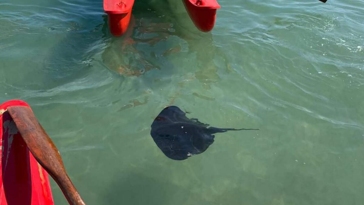 Al mare compaiono le razze e si apre il dibattito: sono pericolose? - 