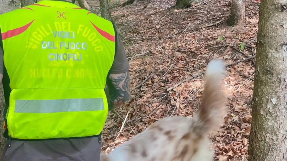 Scomparso ad Ovaro: nessuna traccia dell'84enne uscito per cercare funghi - 