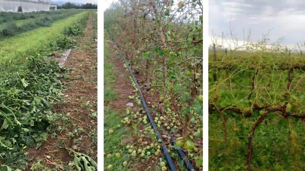 Maltempo, in Friuli danni a vigneti e seminativi attorno all'80% - 