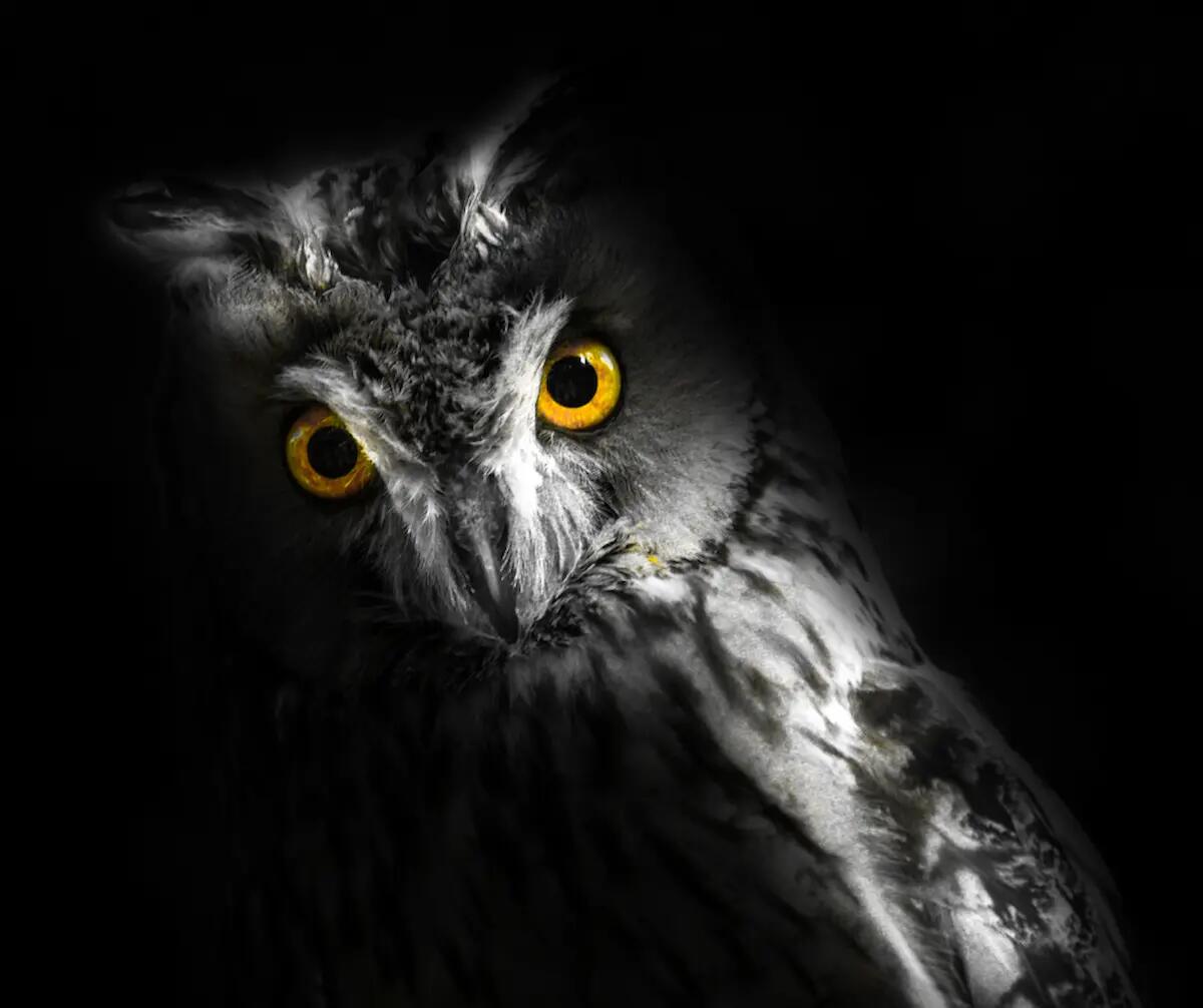 Escursione al buio, sabato 12 agosto, alla Riserva di Cornino - 