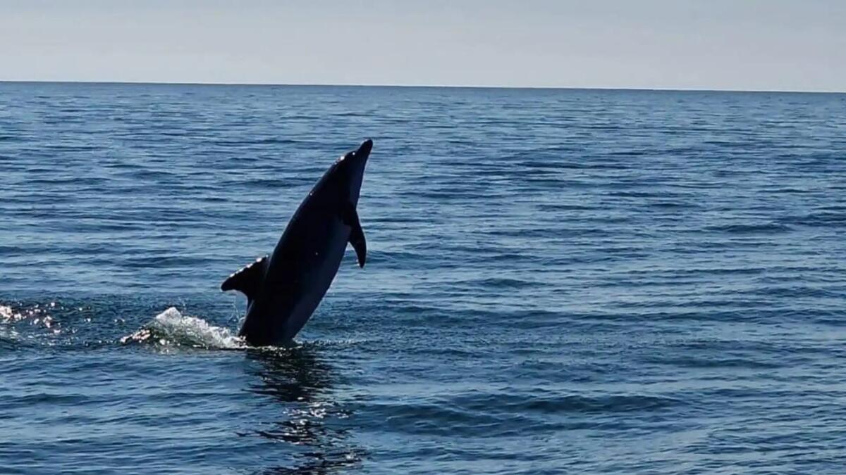 Il ritorno dei delfini a Bibione: le foto mozzafiato degli avvistamenti sul Litorale - 