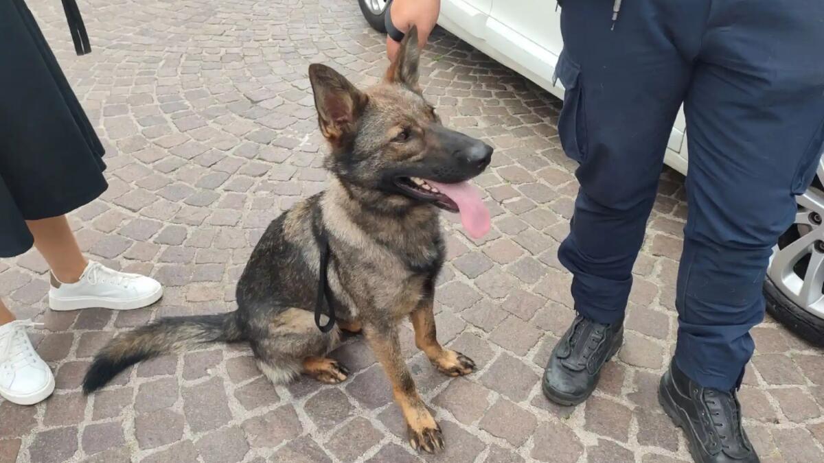 Arriva Keila, il nuovo cane antidroga della polizia locale di Pordenone e Cordenons - 