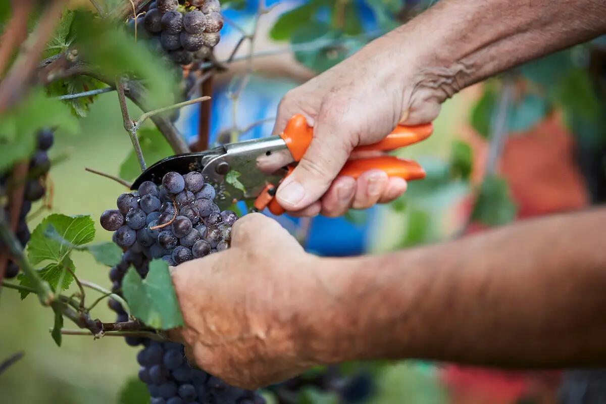 Cantina Produttori di Ramuscello, la vendemmia 2023 all'insegna della prudenza - 