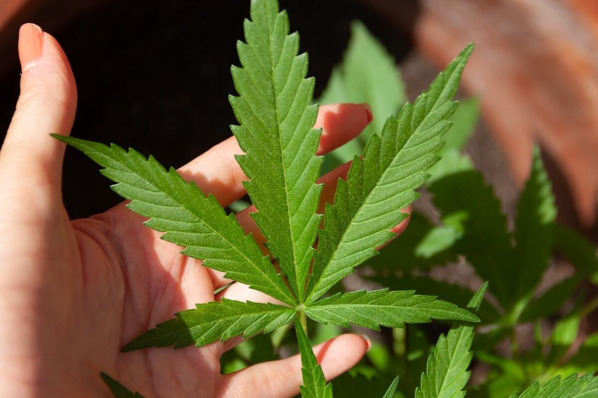 Cannabis in Italia: tra potenziali benefici economici e pregiudizi radicati - 