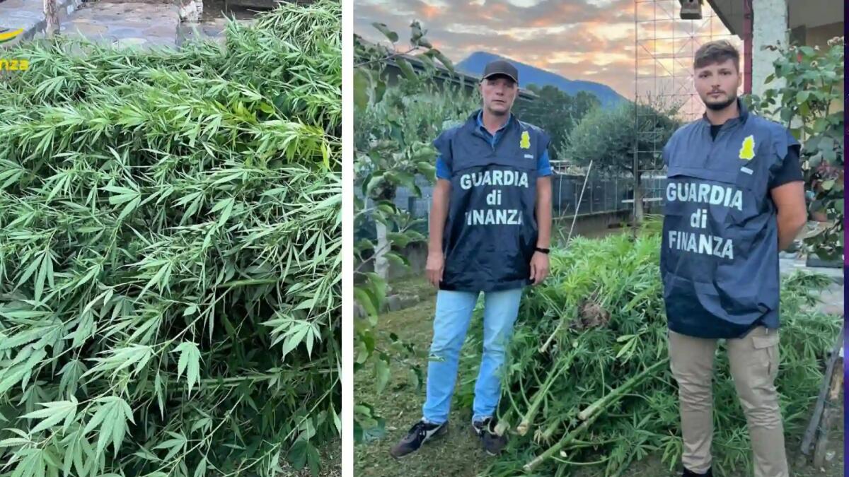 Osoppo, nel giardino di casa una piantagione di canapa indiana: denunciato 52enne -